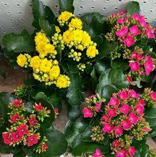 Kalanchoe Blossfeldiana 