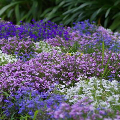 Lobelia Erinus 