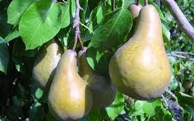 Pear 