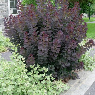 Cotinus Coggygria Royal Purple