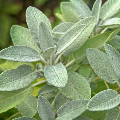 Salvia Officinalis 