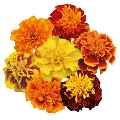 Tagetes Patula 