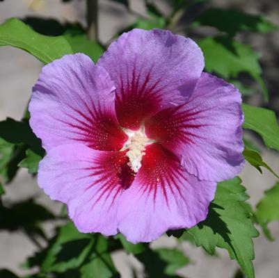 Hibiscus Syriacus Gandini Santiago