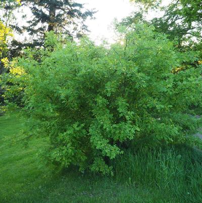Caragana Arborescens Lorbergii
