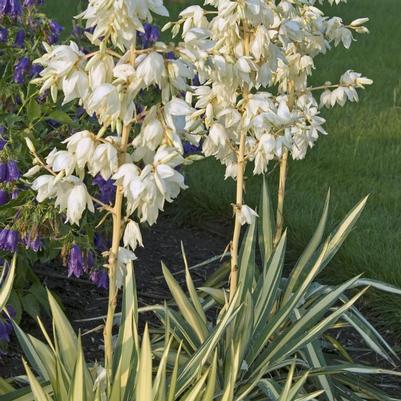 Yucca Filementosa Colour Guard