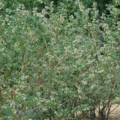 Vaccinium Bluecrop