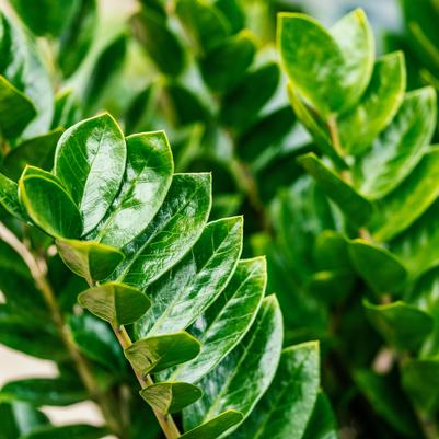 Zamioculcas Zamiifolia 