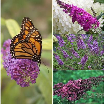 Buddleia Assorted