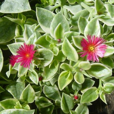 Dorotheanthus Varigated Ice Plant