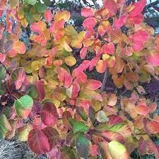 Cotinus Coggygria Golden Spirit