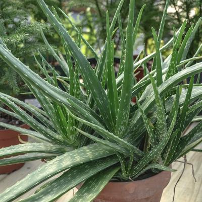 Aloe Barbadensis Miller 