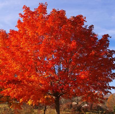 Acer Rubrum Franksred