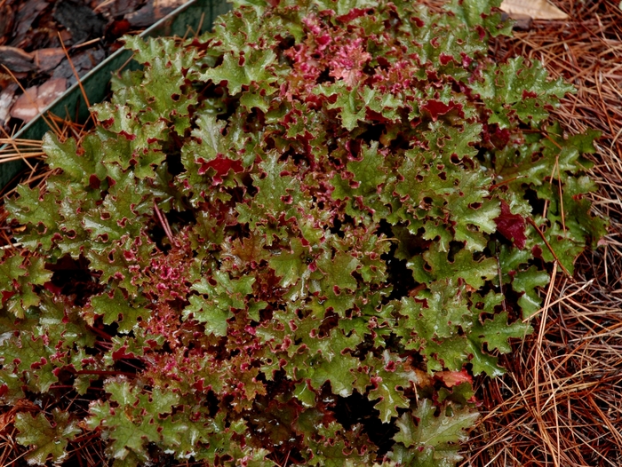 Coral Bells - Heuchera 'Crimson Curls' Coral Bells - Heuchera 'Crimson Curls'
