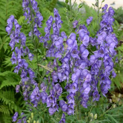 Aconitum Fischerii 