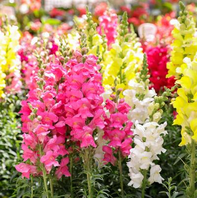 Antirrhinum 