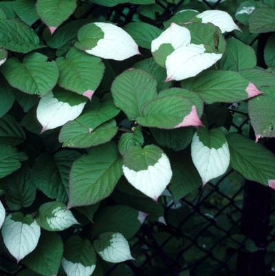 Actinidia Kolomitka 