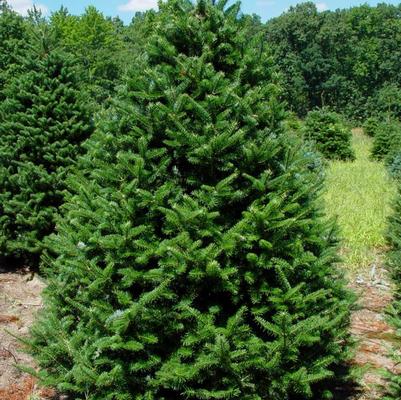 Abies Balsamea Phanerolepi