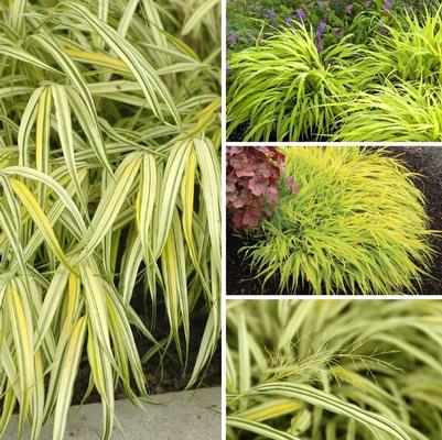 Hakonechloa Multiple Varieties