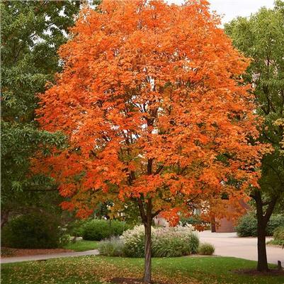 Acer Saccharum 