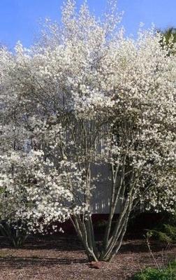 Amelanchier Arborea Downy