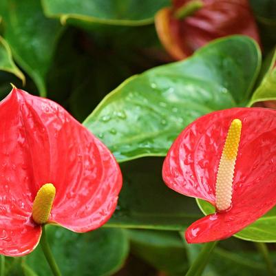 Anthurium 