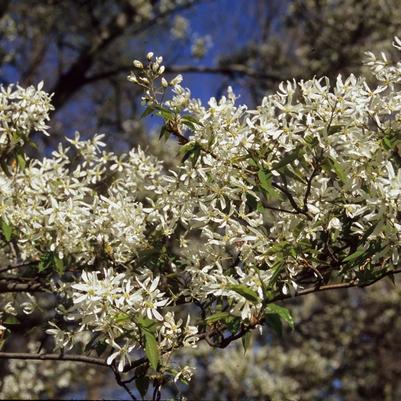 Amelanchier Canadensis 