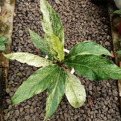 Anthurium Hookeri Varigated (Rare)