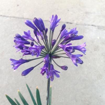 Agapanthus 