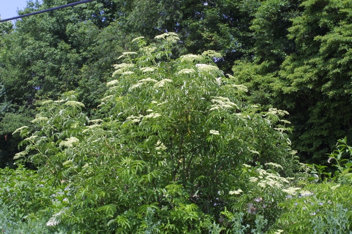 American Elder - Sambucus canadensis American Elder - Sambucus canadensis