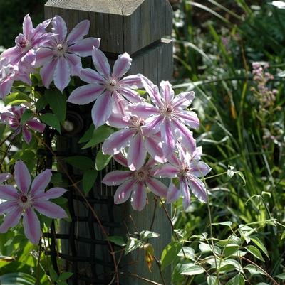 Clematis hybrid Nellie Moser