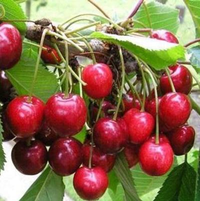 Cherry Van fruit 