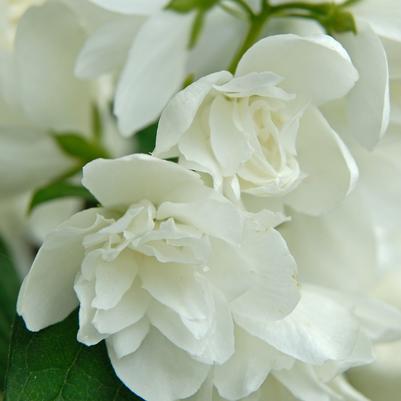 Philadelphus x Snowbelle 