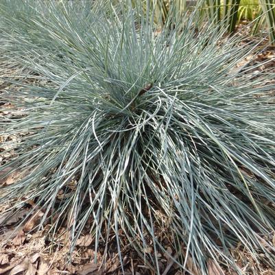 Festuca glauca Elijah Blue