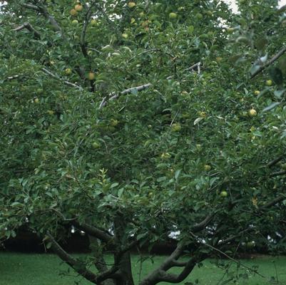 Malus domestica Golden Delicious