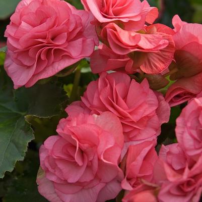 Begonia Solenia® Dusty Rose