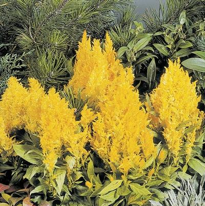 Celosia argentea plumosa Fresh Look Yellow