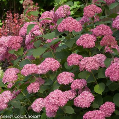 Hydrangea Arborescens Invincibelle Spirit