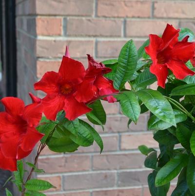 Mandevilla Pretty Crimson