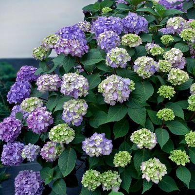 Hydrangea Macrophylla Endless Summer BloomStruck