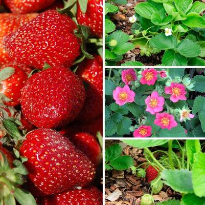 Fragaria Multiple Varieties