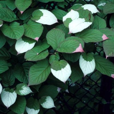 Actinidia Kolomitka