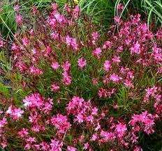 Gaura