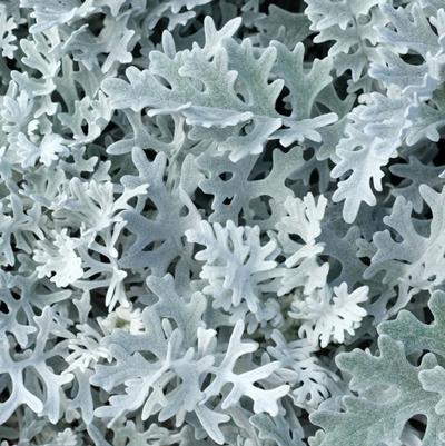 Dusty Miller