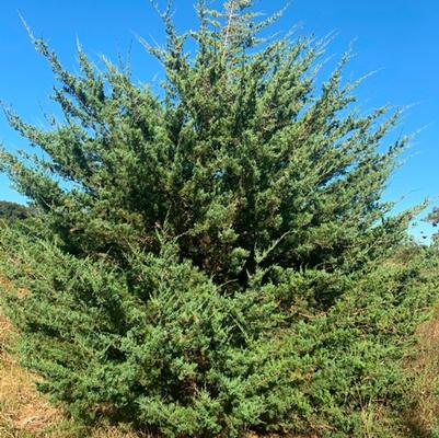 Juniperius Virginiana