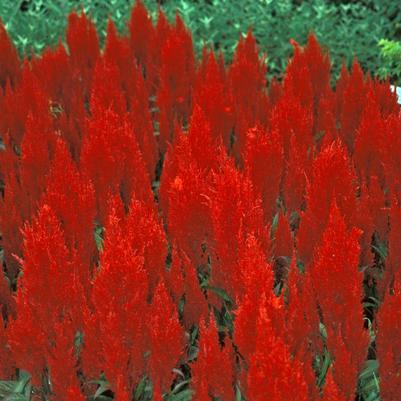 Celosia argentea Century Red