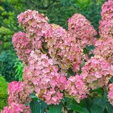 Hydrangea Paniculata Pink Diamond