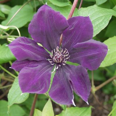 Clematis Gypsy Queen