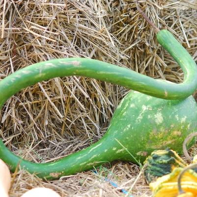 Cucurbita maxima Extra Long-Handled Dipper Gourd