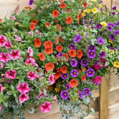 Calibrachoa Mini Famous