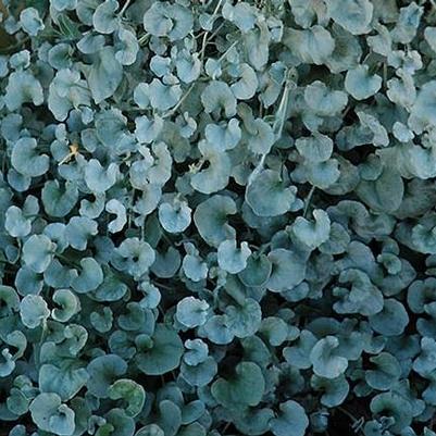 Dichondra Argentea